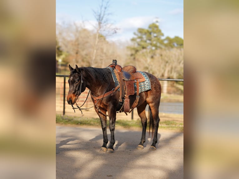 American Quarter Horse Wałach 6 lat 150 cm Gniadodereszowata in Greenbrier