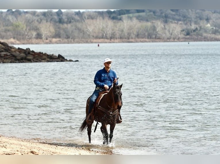 American Quarter Horse Wałach 6 lat 150 cm Gniadodereszowata in Greenbrier
