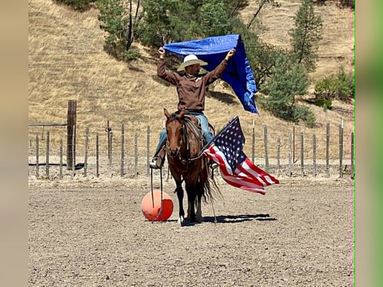 American Quarter Horse Wałach 6 lat 150 cm Gniadodereszowata in Tres Pinos