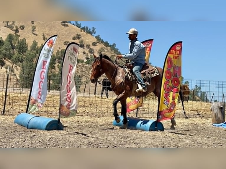 American Quarter Horse Wałach 6 lat 150 cm Gniadodereszowata in Tres Pinos