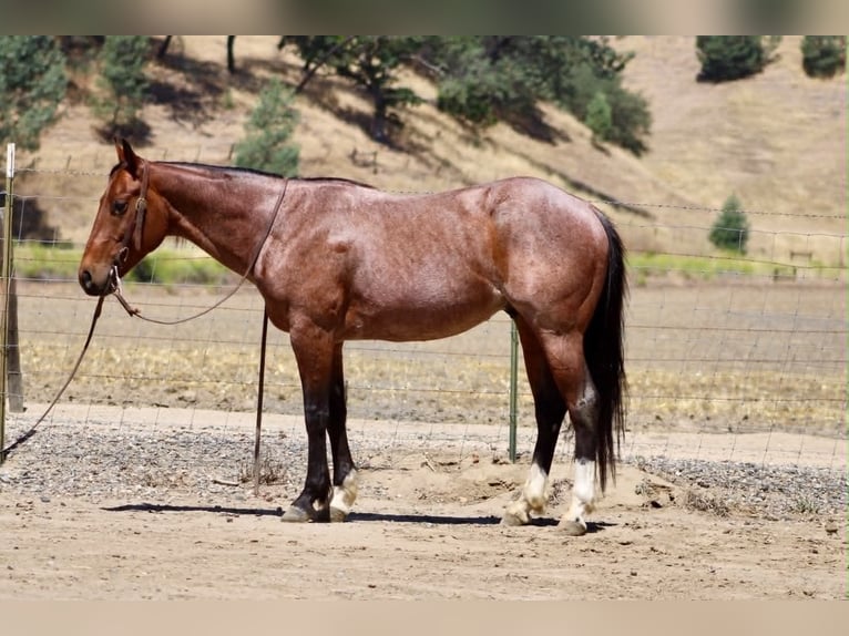 American Quarter Horse Wałach 6 lat 150 cm Gniadodereszowata in Tres Pinos