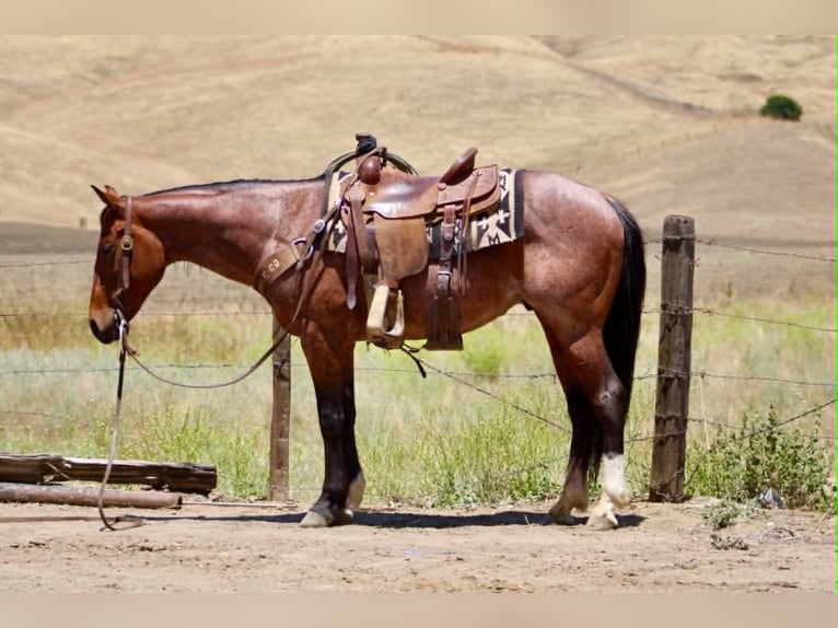 American Quarter Horse Wałach 6 lat 150 cm Gniadodereszowata in Tres Pinos