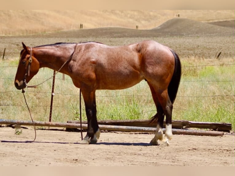 American Quarter Horse Wałach 6 lat 150 cm Gniadodereszowata in Tres Pinos