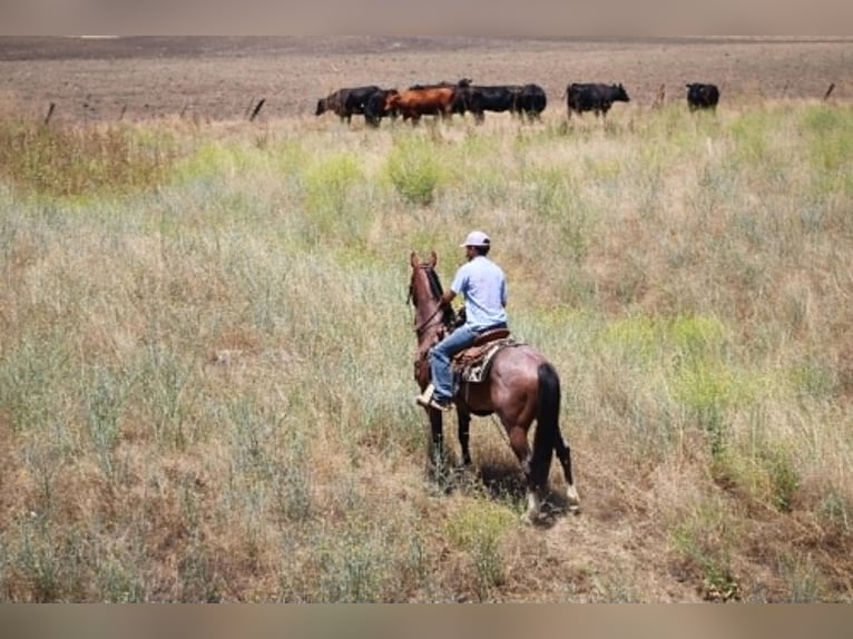 American Quarter Horse Wałach 6 lat 150 cm Gniadodereszowata in Tres Pinos