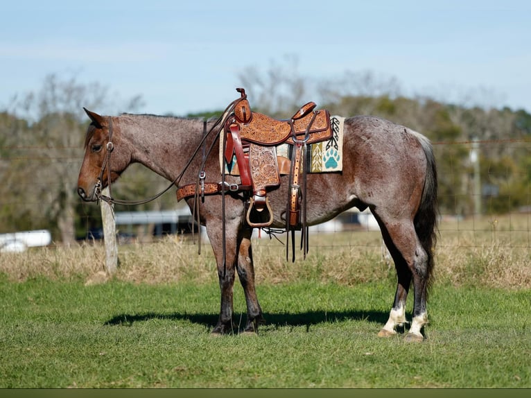 American Quarter Horse Wałach 6 lat 150 cm Gniadodereszowata in Rusk Tx