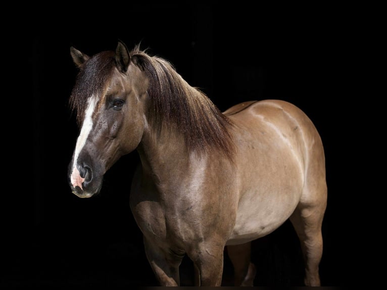 American Quarter Horse Wałach 6 lat 150 cm Grullo in Carrollton, MO