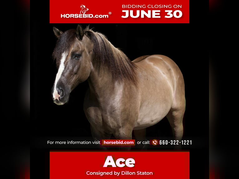 American Quarter Horse Wałach 6 lat 150 cm Grullo in Carrollton, MO