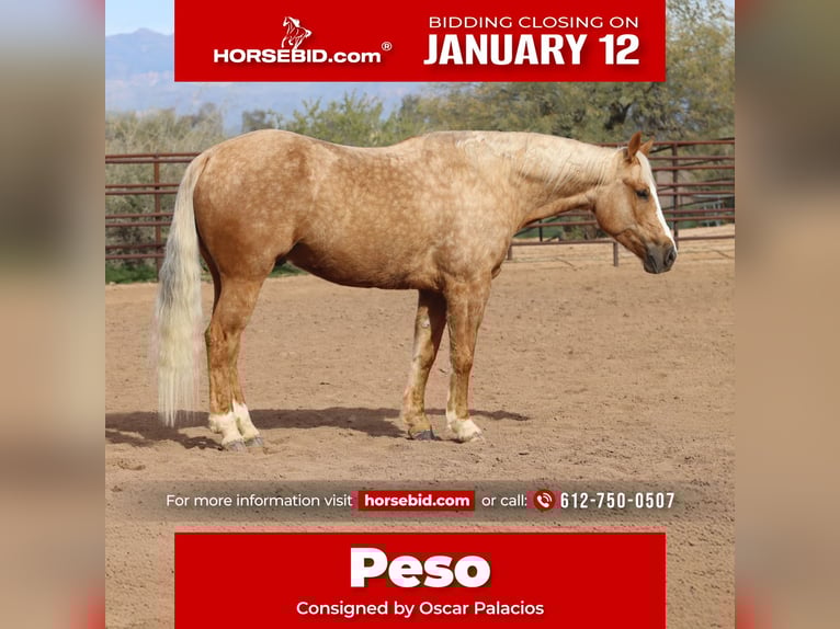 American Quarter Horse Wałach 6 lat 150 cm Izabelowata in Scottsdale