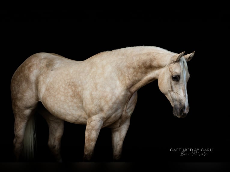 American Quarter Horse Wałach 6 lat 150 cm Izabelowata in Lewistown