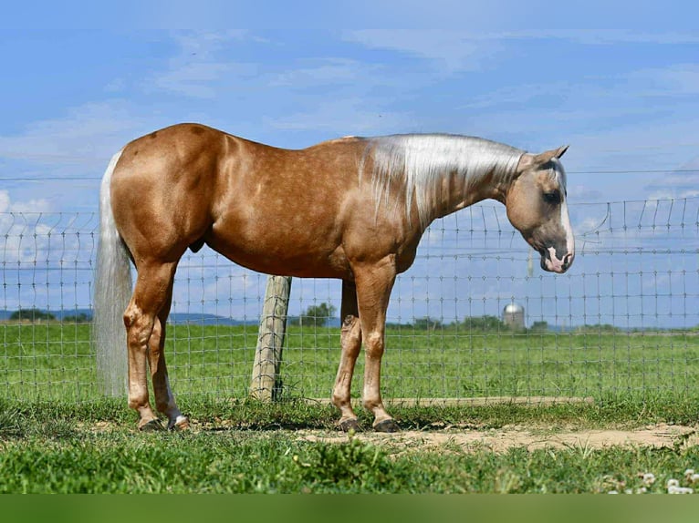 American Quarter Horse Wałach 6 lat 150 cm Izabelowata in Rebersburg, PA