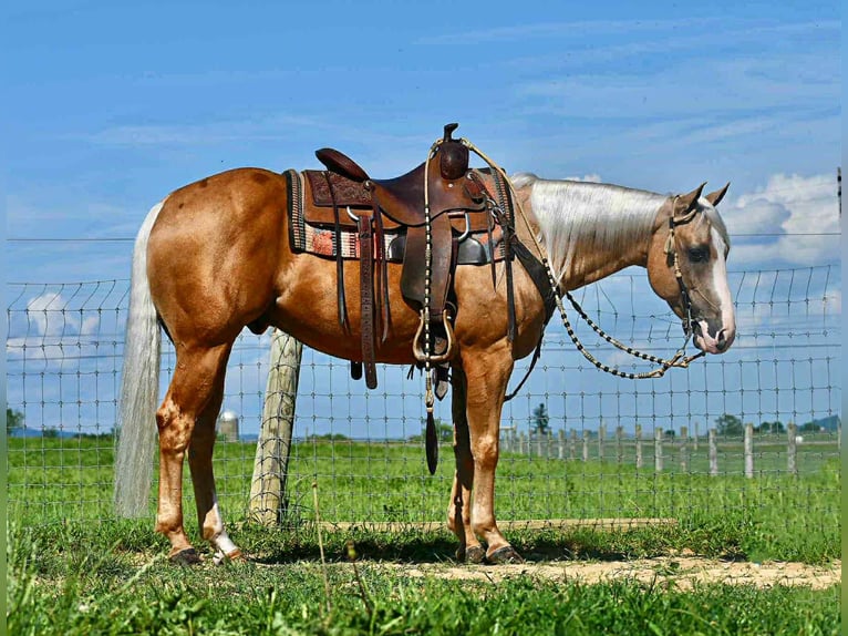 American Quarter Horse Wałach 6 lat 150 cm Izabelowata in Rebersburg, PA