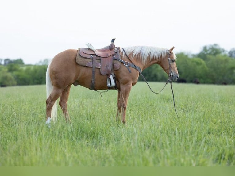 American Quarter Horse Wałach 6 lat 150 cm Izabelowata in Bedford