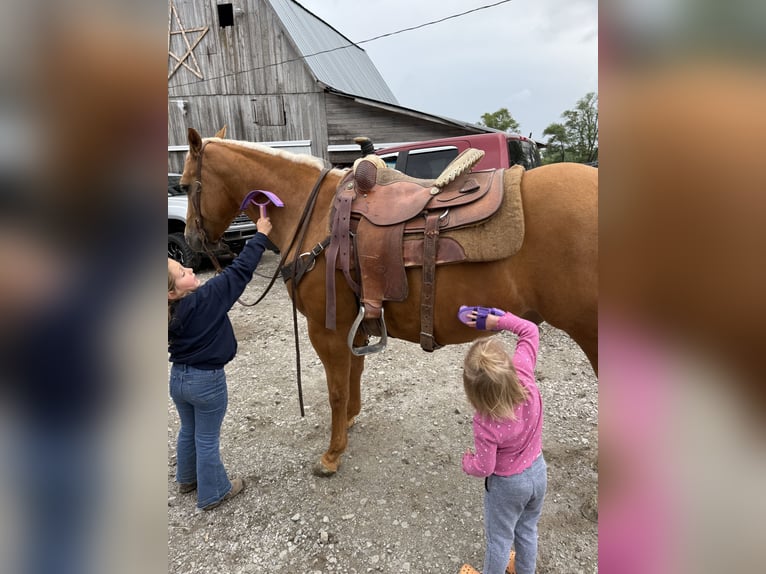 American Quarter Horse Wałach 6 lat 150 cm Izabelowata in Bedford