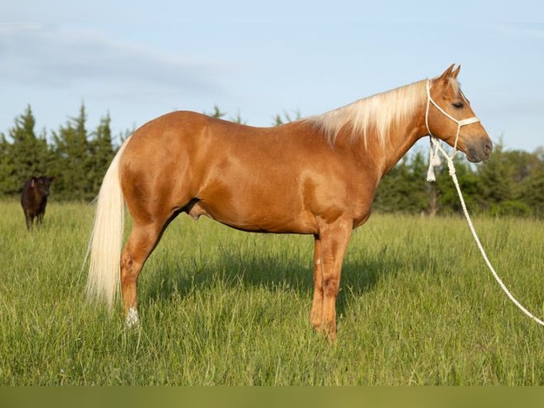 American Quarter Horse Wałach 6 lat 150 cm Izabelowata in Bedford