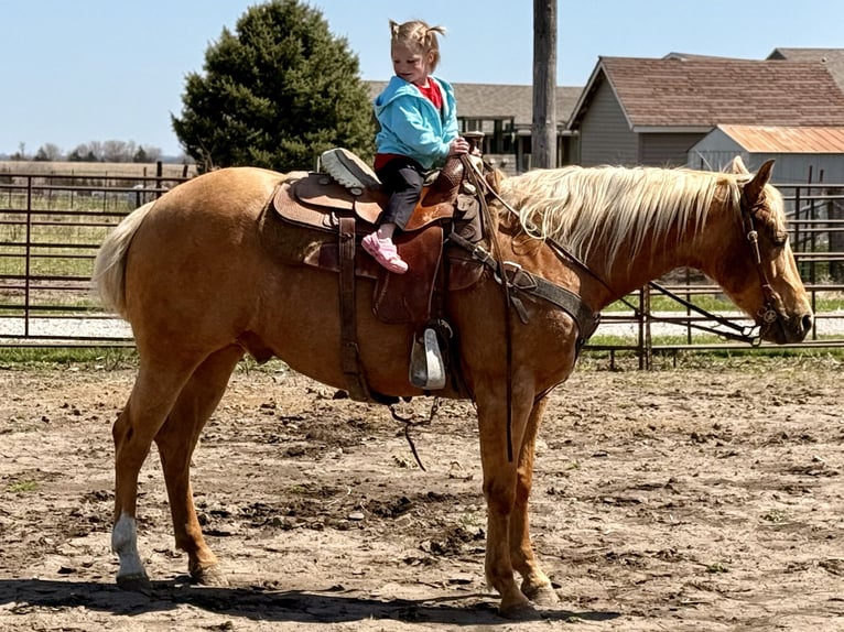 American Quarter Horse Wałach 6 lat 150 cm Izabelowata in Bedford