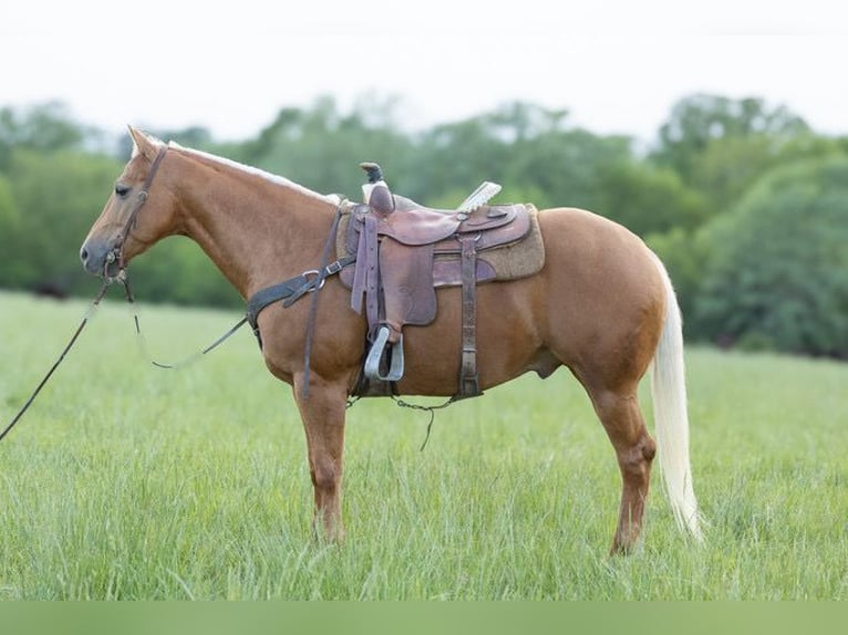 American Quarter Horse Wałach 6 lat 150 cm Izabelowata in Bedford