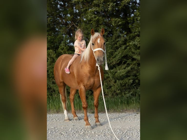 American Quarter Horse Wałach 6 lat 150 cm Izabelowata in Bedford