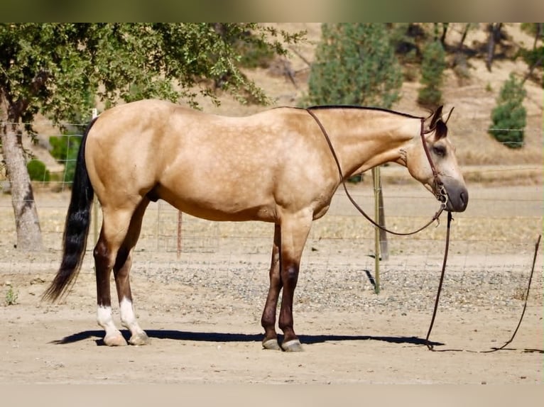 American Quarter Horse Wałach 6 lat 150 cm Jelenia in Tres Pinos