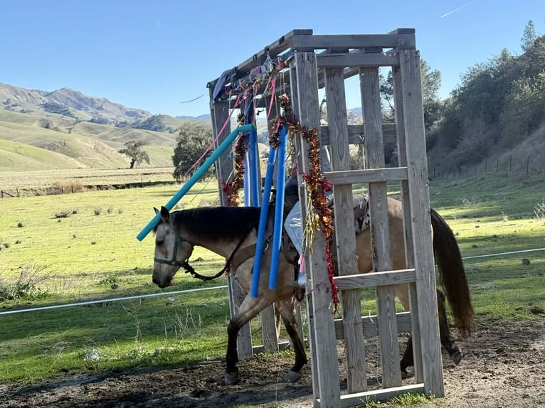 American Quarter Horse Wałach 6 lat 150 cm Jelenia in Paicines CA