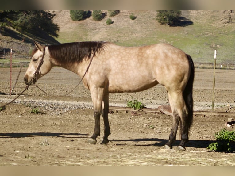 American Quarter Horse Wałach 6 lat 150 cm Jelenia in Paicines CA