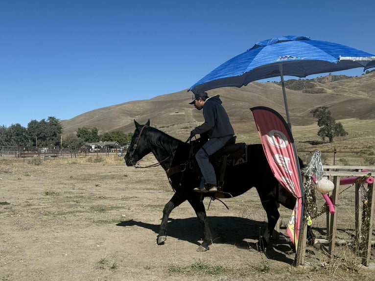 American Quarter Horse Wałach 6 lat 150 cm Kara in Paicines CA
