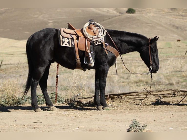 American Quarter Horse Wałach 6 lat 150 cm Kara in Paicines CA