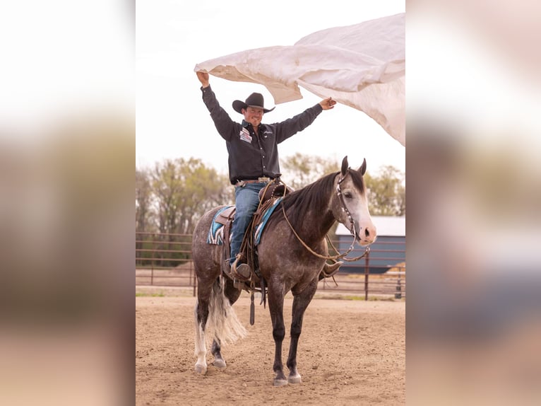 American Quarter Horse Wałach 6 lat 150 cm Siwa in Canistota, SD