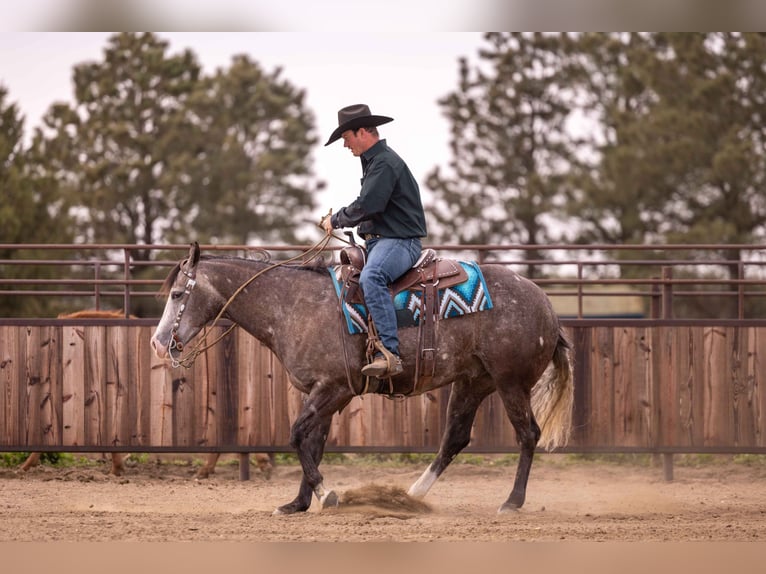 American Quarter Horse Wałach 6 lat 150 cm Siwa in Canistota, SD