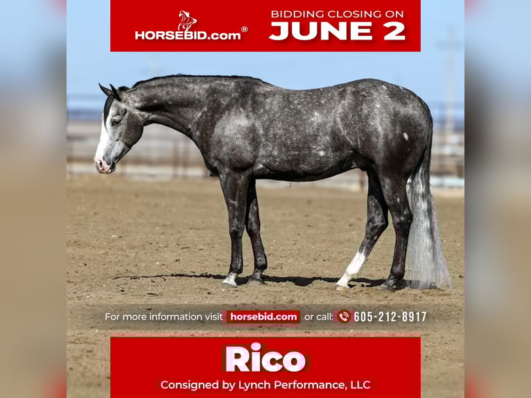 American Quarter Horse Wałach 6 lat 150 cm Siwa in Canistota, SD