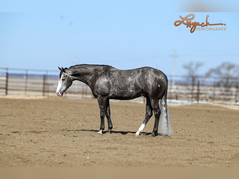 American Quarter Horse Wałach 6 lat 150 cm Siwa in Canistota, SD