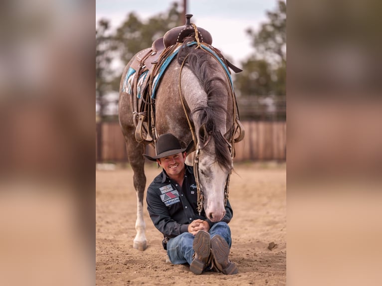 American Quarter Horse Wałach 6 lat 150 cm Siwa in Canistota, SD