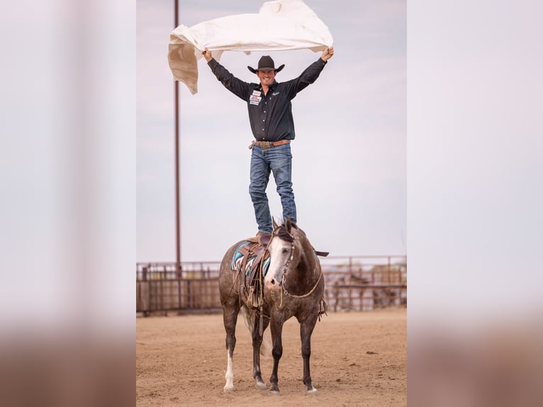 American Quarter Horse Wałach 6 lat 150 cm Siwa in Canistota, SD