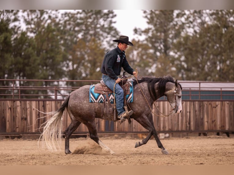 American Quarter Horse Wałach 6 lat 150 cm Siwa in Canistota, SD