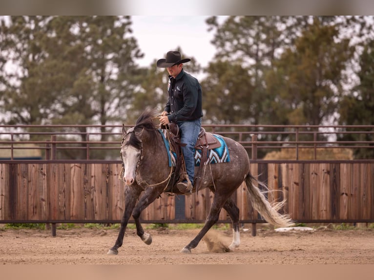 American Quarter Horse Wałach 6 lat 150 cm Siwa in Canistota, SD