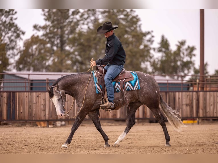 American Quarter Horse Wałach 6 lat 150 cm Siwa in Canistota, SD