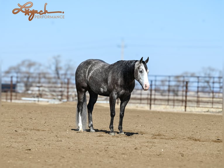 American Quarter Horse Wałach 6 lat 150 cm Siwa in Canistota, SD