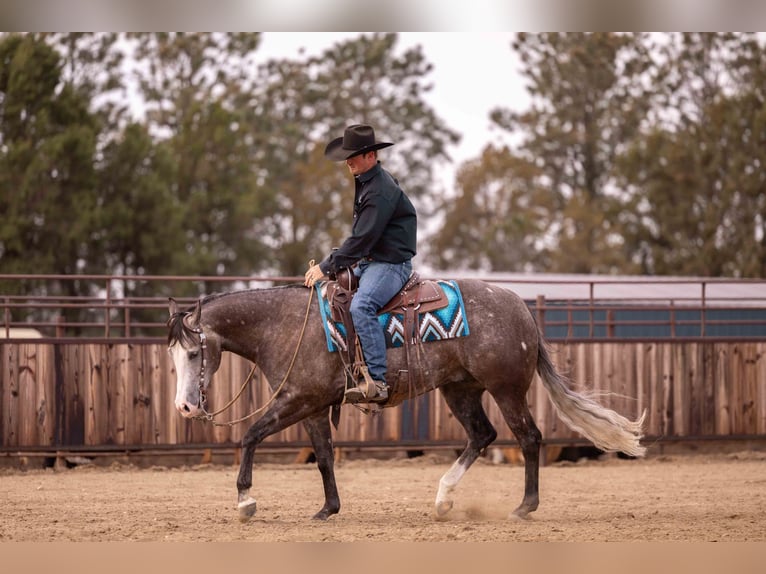 American Quarter Horse Wałach 6 lat 150 cm Siwa in Canistota, SD