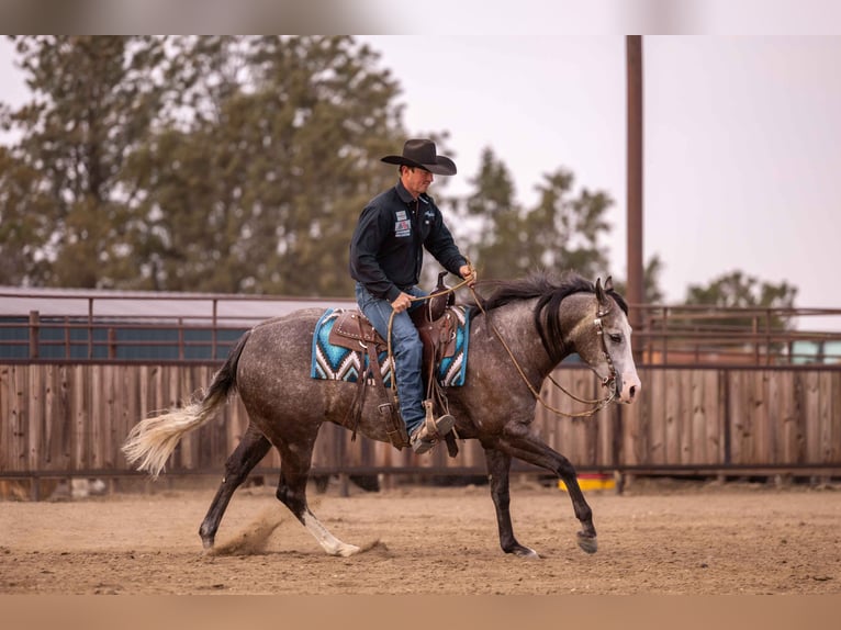 American Quarter Horse Wałach 6 lat 150 cm Siwa in Canistota, SD