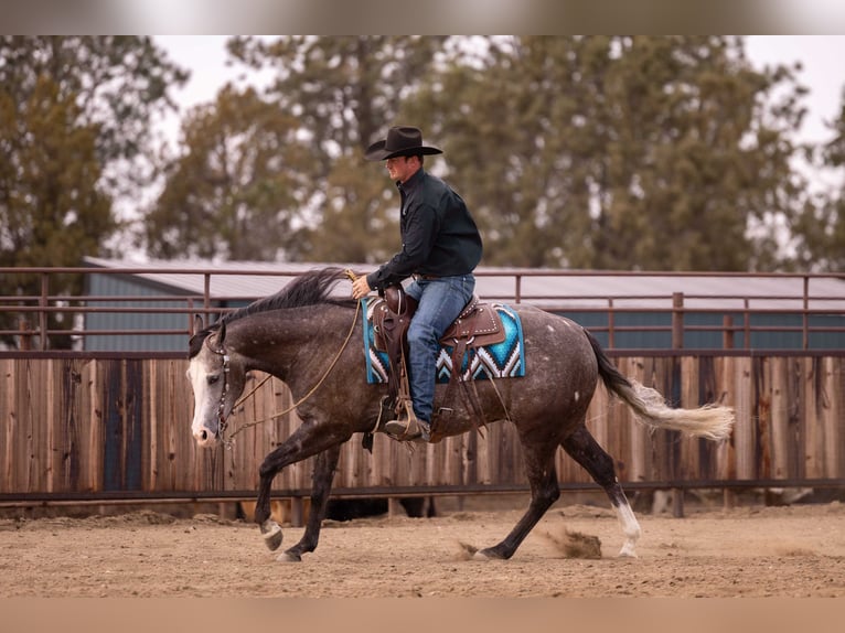 American Quarter Horse Wałach 6 lat 150 cm Siwa in Canistota, SD