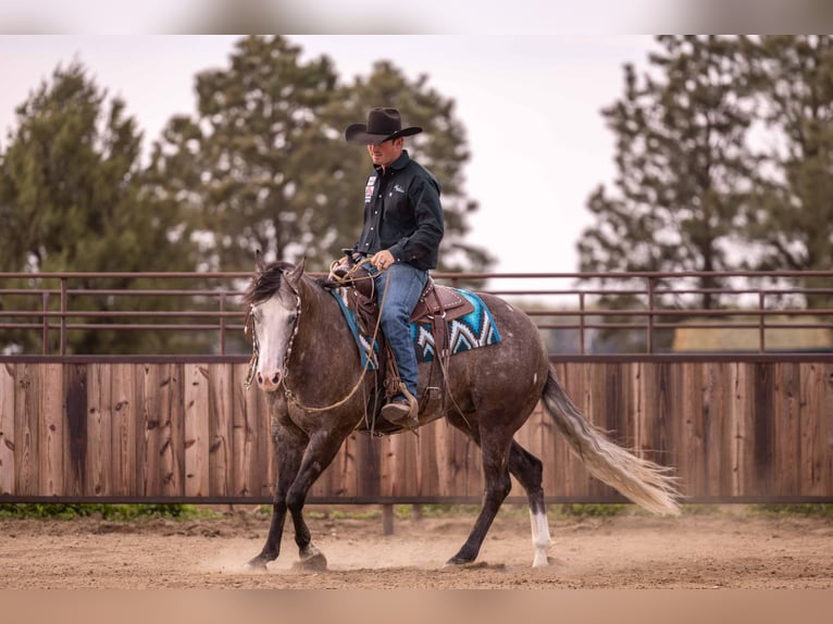 American Quarter Horse Wałach 6 lat 150 cm Siwa in Canistota, SD
