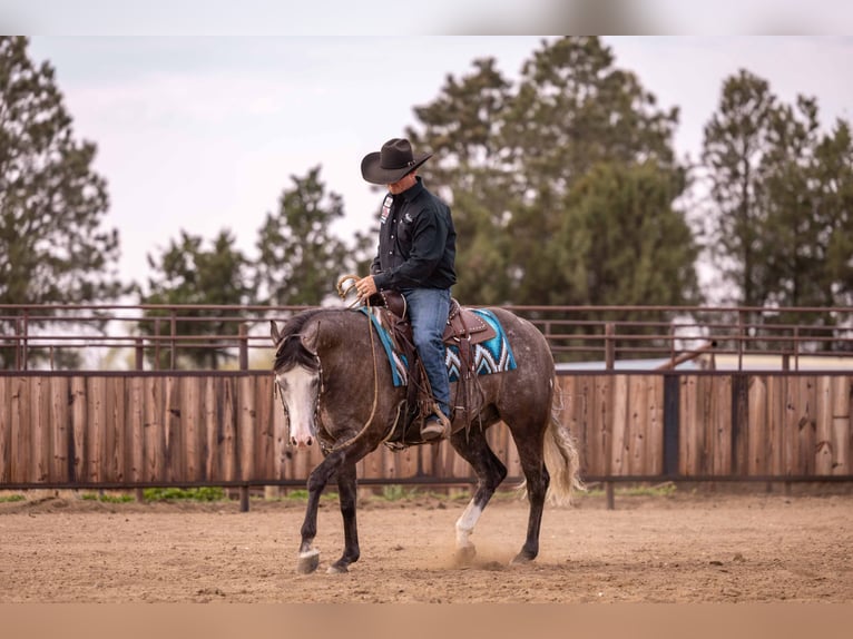 American Quarter Horse Wałach 6 lat 150 cm Siwa in Canistota, SD