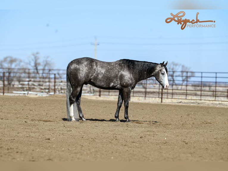 American Quarter Horse Wałach 6 lat 150 cm Siwa in Canistota, SD