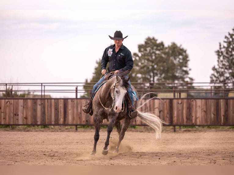 American Quarter Horse Wałach 6 lat 150 cm Siwa in Canistota, SD