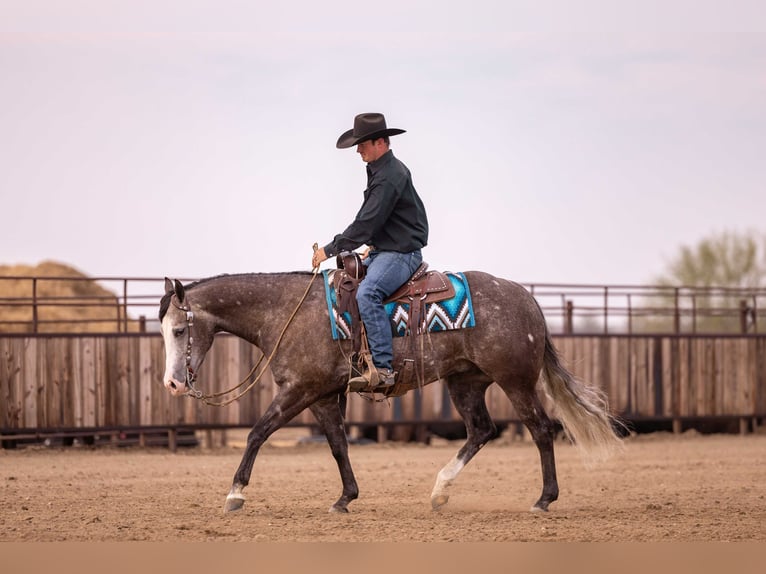 American Quarter Horse Wałach 6 lat 150 cm Siwa in Canistota, SD