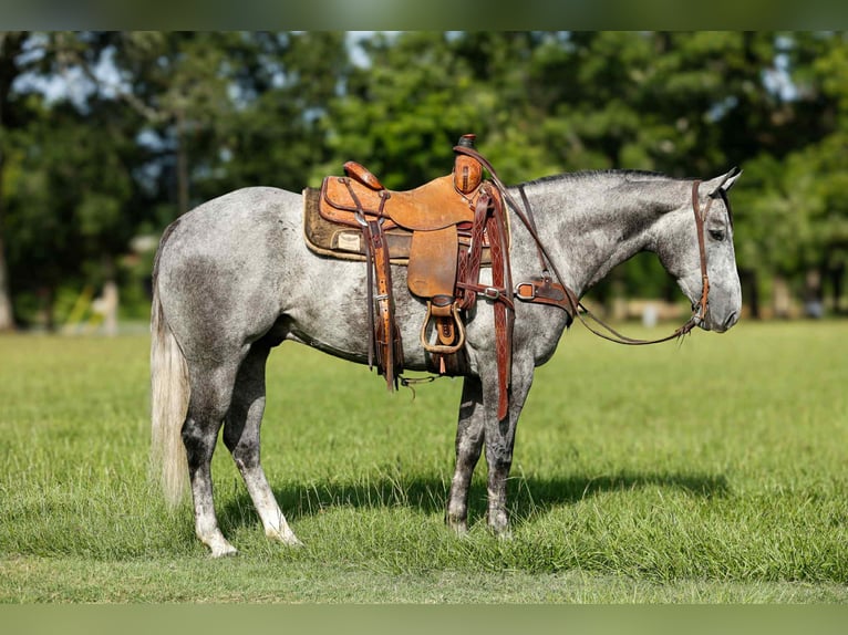 American Quarter Horse Wałach 6 lat 150 cm Siwa in Rusk TX