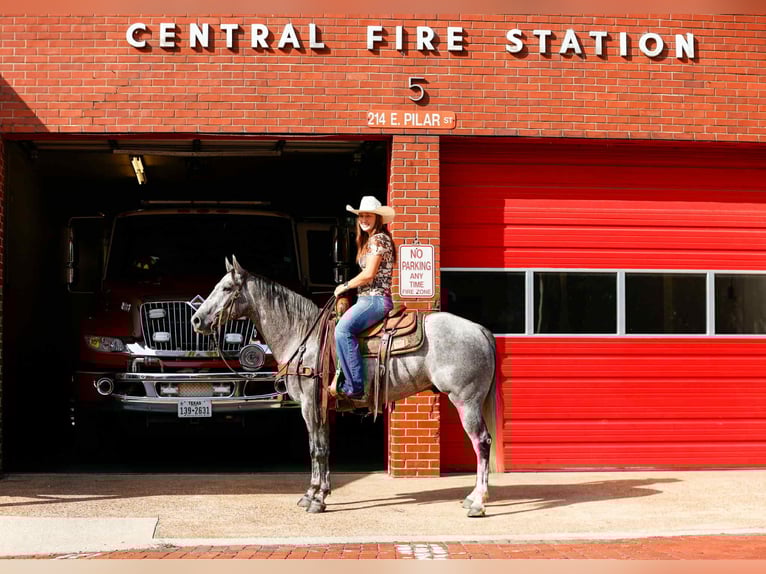 American Quarter Horse Wałach 6 lat 150 cm Siwa in Rusk TX