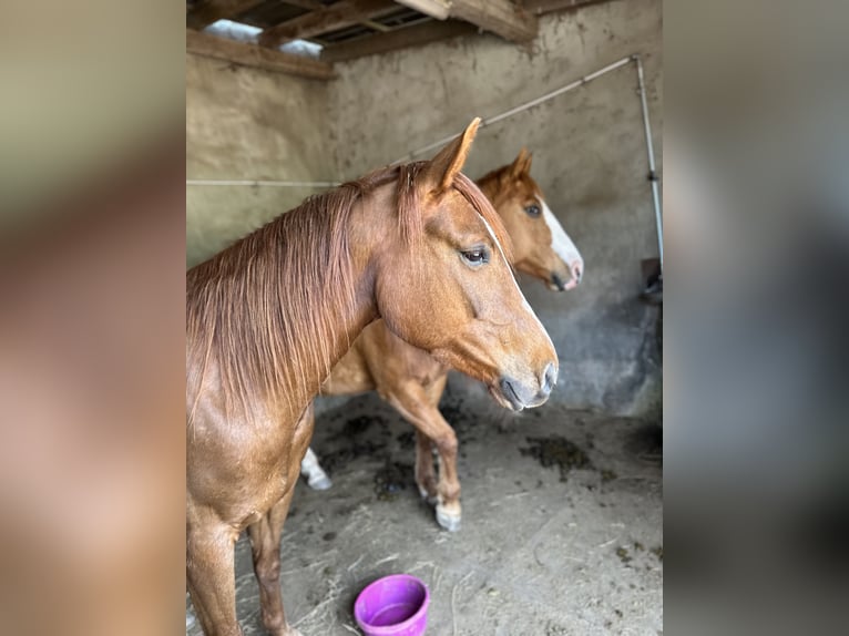 American Quarter Horse Wałach 6 lat 152 cm Ciemnokasztanowata in Mannebach