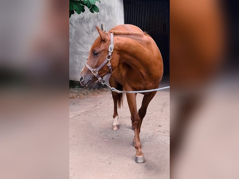 American Quarter Horse Wałach 6 lat 152 cm Ciemnokasztanowata in Mannebach