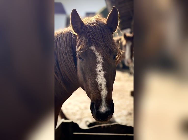 American Quarter Horse Wałach 6 lat 152 cm Ciemnokasztanowata in Mannebach