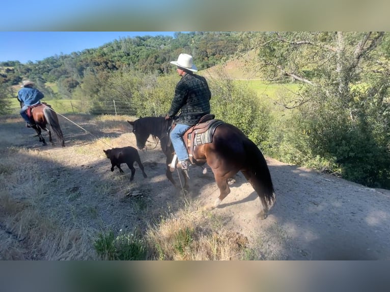 American Quarter Horse Wałach 6 lat 152 cm Ciemnokasztanowata in Paicines CA